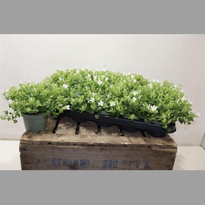 Camp Por Whi Get Mee