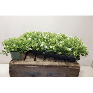 arr8 Camp Por Whi Get Mee