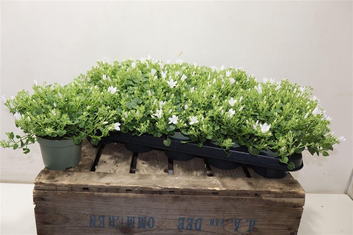 <h4>Camp Por Whi Get Mee</h4>