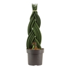 Sansevieria Cylindrica 17 cm Braid