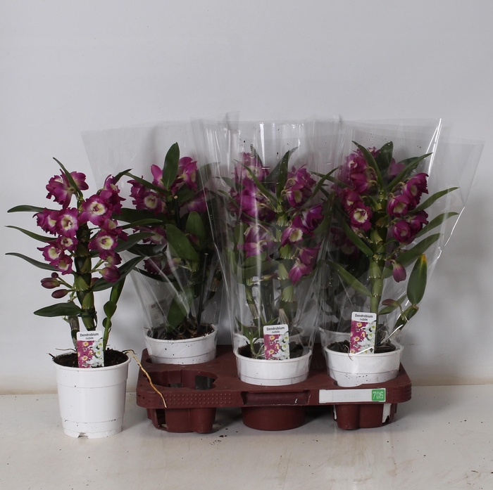 <h4>DEND NOBILE</h4>