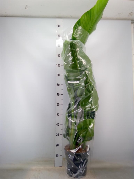 <h4>Strelitzia nicolai</h4>