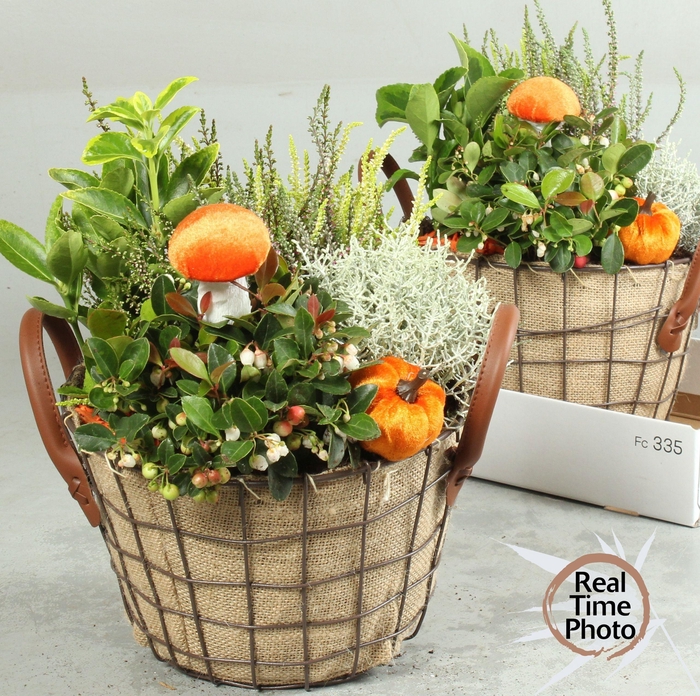 <h4>ARR TUINPLANTEN</h4>