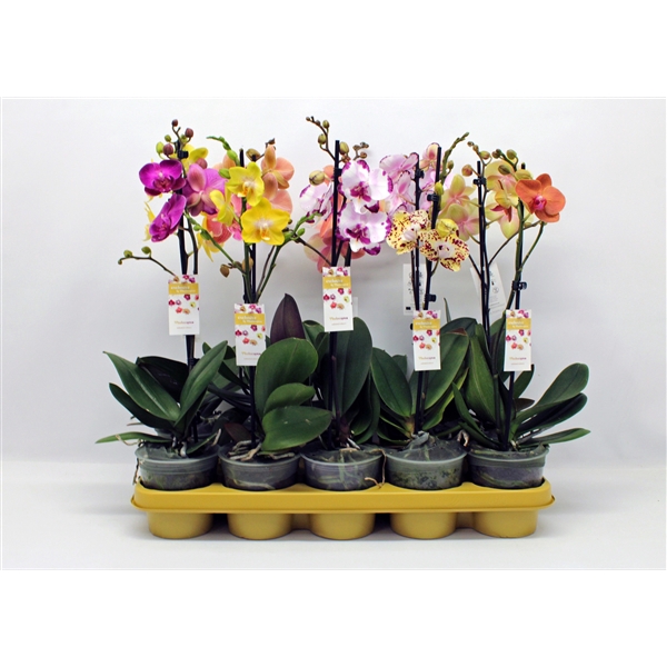 <h4>Gemengd 1-tak 50cm (GROEN)</h4>