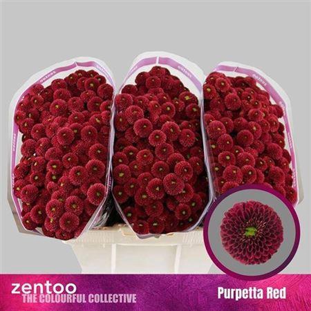 <h4>Chr San Aaa Purp Red</h4>