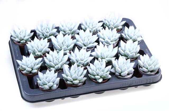 <h4>ECHEVERIA VELVET WHITE P5.5</h4>