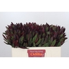 Leucadendron Saf Sunset Dark Red