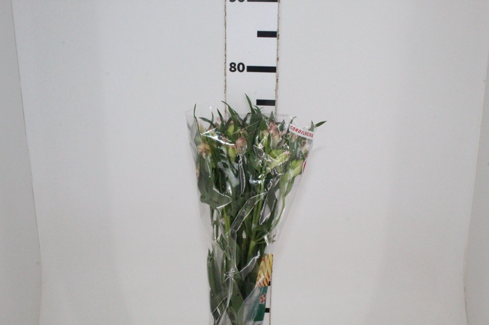 <h4>ALSTROEMERIA PAPILLON 080 CM ROSA</h4>