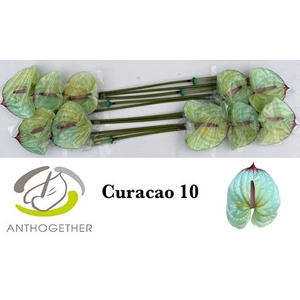 Anthurium Anth A Ov Klb H