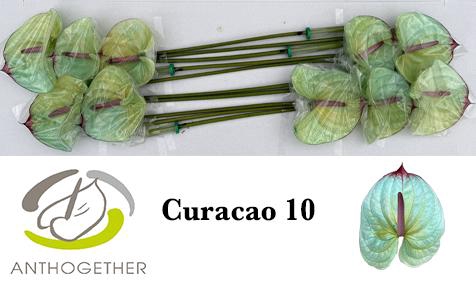 <h4>Anthurium Anth A Ov Klb H</h4>