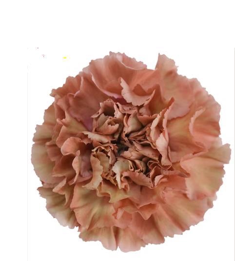 <h4>Di St Marble</h4>