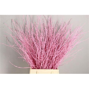 Berk Kort Lichtrose