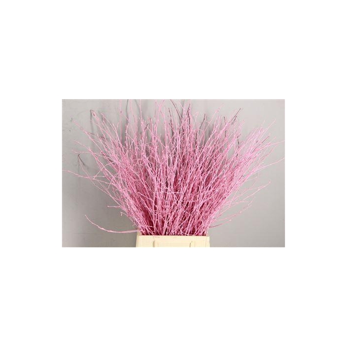 <h4>Berk Kort Lichtrose</h4>