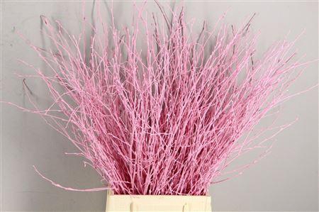 <h4>Berk Kort Lichtrose</h4>