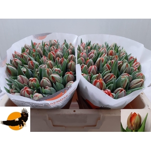 TU DU HERMITAGE DOUB