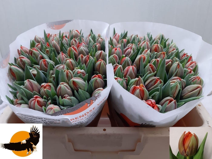 <h4>TU DU HERMITAGE DOUB</h4>