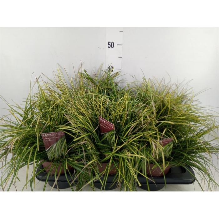 <h4>Carex oshimensis 'Everco Eversheen'</h4>