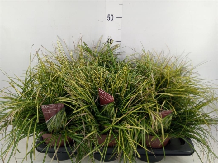 <h4>Carex oshimensis 'Everco Eversheen'</h4>