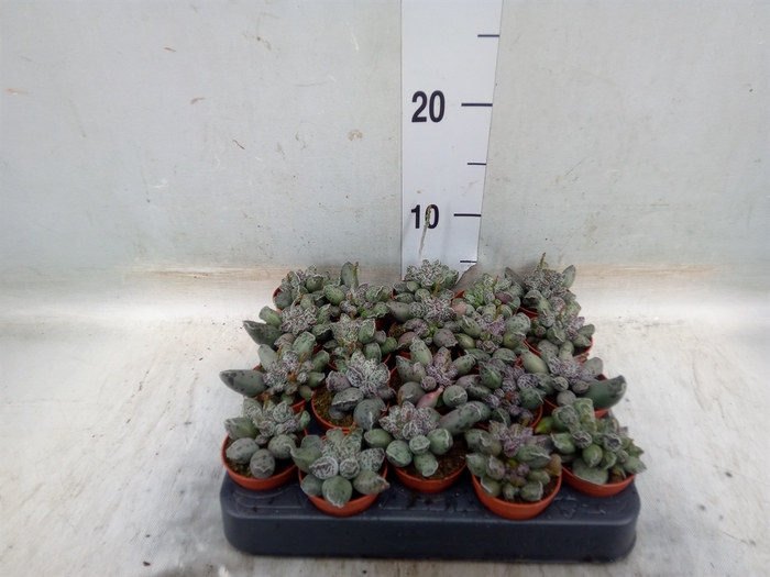 <h4>Adromischus cooperii</h4>