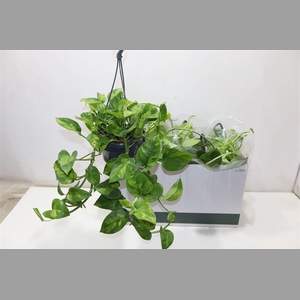 Epipr Global Green In Hangpot