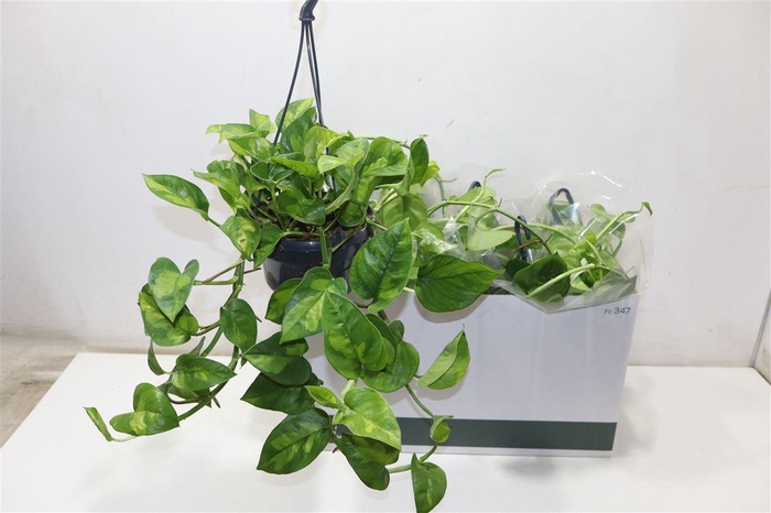 <h4>Epipr Global Green In Hangpot</h4>