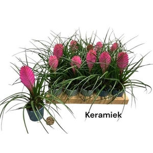 ARR TILLANDSIA