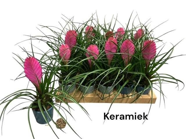 <h4>ARR TILLANDSIA</h4>