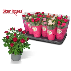 RO STAR ROSES GEM