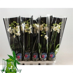 4 Tak Phalaenopsis WIT, 24+ Knop, 60CM, Zwarte hoes