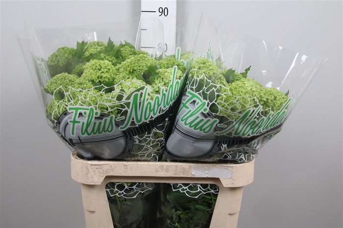 <h4>Viburnum Roseum St 4 Bal</h4>