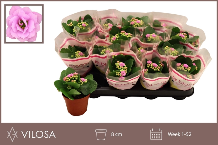 <h4>KAL GE ZETA LILAC</h4>