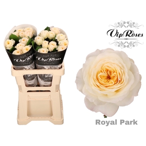 R GR ROYAL PARK x 20