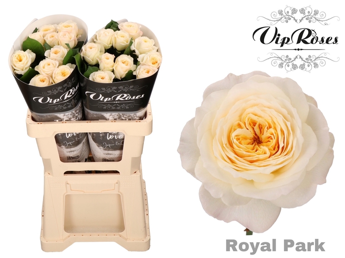 R GR ROYAL PARK x 20