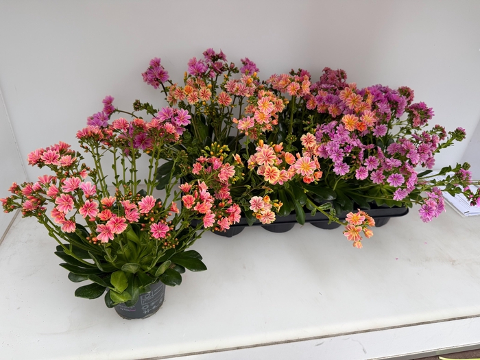 <h4>LEWI MOU DREAMS GEM</h4>