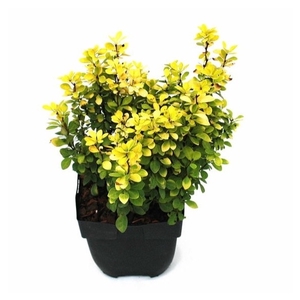 Berberis thunbergii 'Maria'® P17