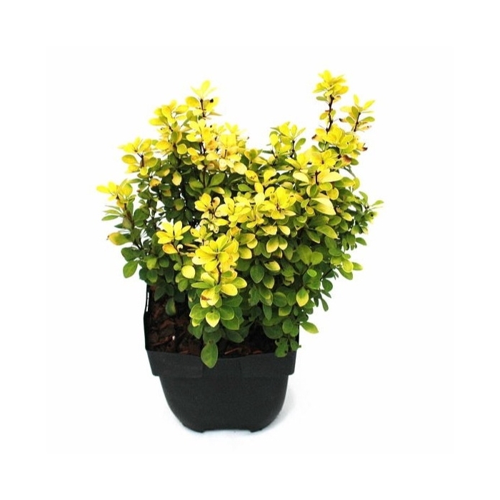 <h4>Berberis thunbergii 'Maria'® P17</h4>