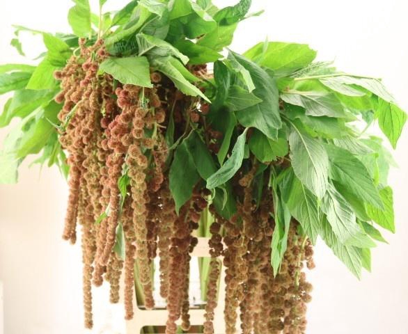 <h4>AMAR CA D W MANON</h4>