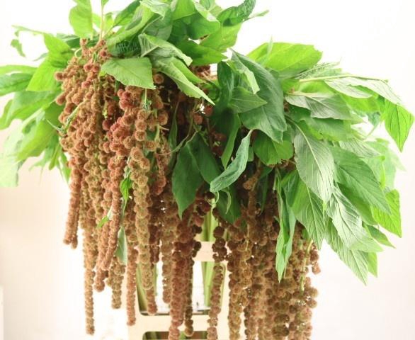 <h4>AMAR CA D W MANON</h4>