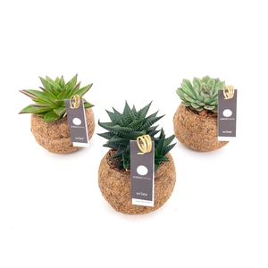 Kokodama 12 cm Succulent mix (No string)