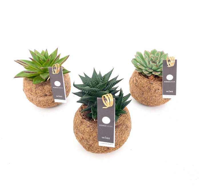 <h4>Kokodama 12 cm Succulent mix (No string)</h4>