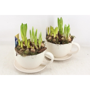 arr4 Bollenmix MB - Kop/schotel white x6