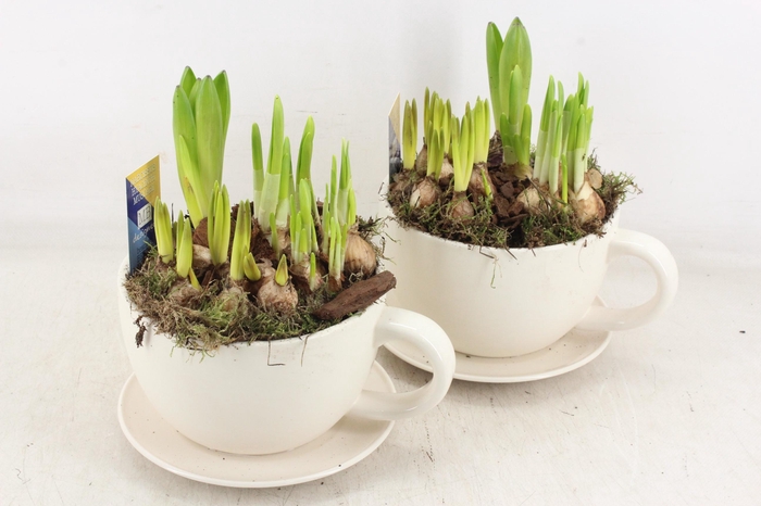 <h4>arr4 Bollenmix MB - Kop/schotel white x6</h4>