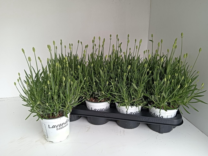 <h4>LAVAN IN EDELWEISS</h4>