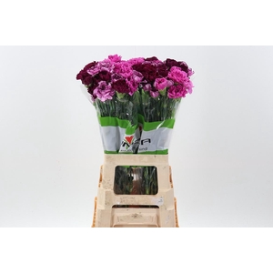 Di St Rainbow Mix Purple