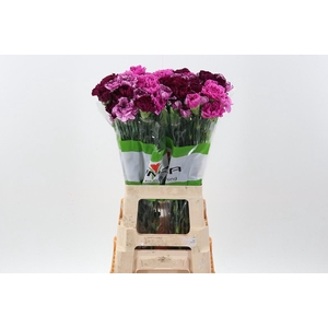 Di St Rainbow Purple