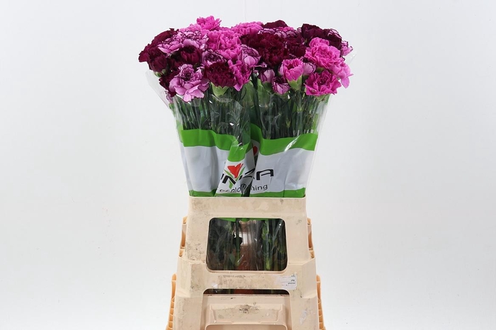 <h4>Di St Rainbow Mix Purple</h4>