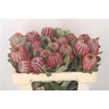 Banksia Coccinea