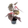 BEGONIA MACULATA p12 Ashura Wing