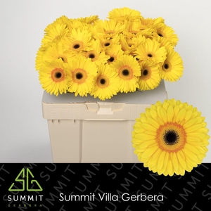 Gerbera Apollo Water