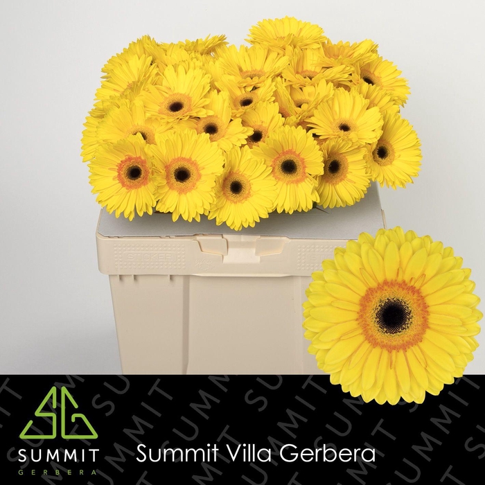 <h4>Gerbera Apollo Water</h4>